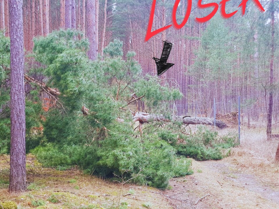 Would you call a tree a loser?